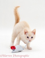 Cream Burmese-cross kitten with blue toy mouse