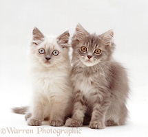 Lilac colourpoint and tabby Persian-cross kittens