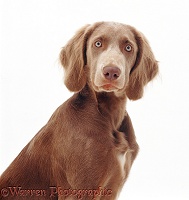 Long-haired Weimaraner dog