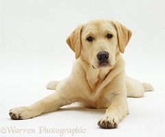 Labrador x Golden Retriever dog pup