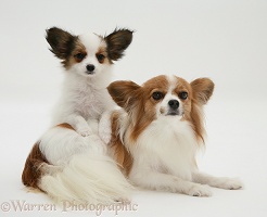 Papillon bitch and pup