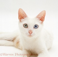 Odd-eyed white Bengal-cross female cat
