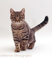 Young tabby female cat