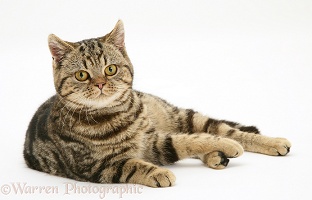 British Shorthair tabby-tortoiseshell cat reclining