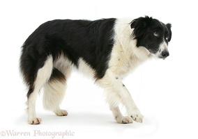 Border Collie with a lame paw