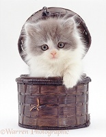 Persian-cross kitten in a small basket