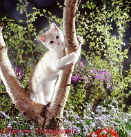 Brown Spotted Bengal kitten climbing a tree
