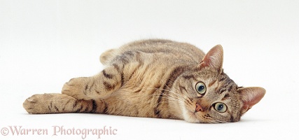 Oestrus tabby female cat lying down