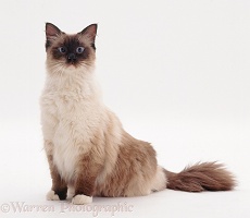 Mitted seal-point Ragdoll male cat
