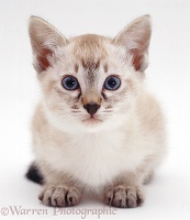 Tabby-point Siamese kitten, crouched and mistrustful