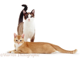 Chocolate-and-white and Ginger cats, 6 months old