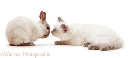 Cute Birman kitten and rabbit