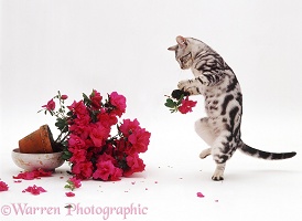 Silver tabby cat destroying an Azalea pot plant