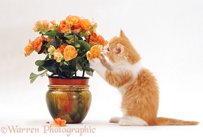 Ginger-and-white kitten playing with flowers