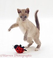 Lilac Tonkinese kitten pouncing string-pull ladybird toy