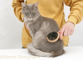 Grooming a Maine Coon female cat