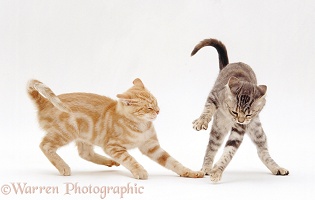 Silver tortoiseshell cat play-fighting with her ginger kitten