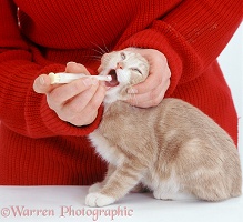 Giving roundworm tablet to a cream kitten using a pill giver