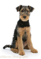 Airedale Terrier bitch pup