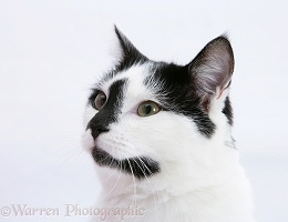 Black-and-white cat