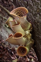 Dryad's Saddle fungi