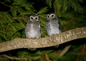 White-browed Boobok Owls