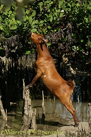 Goat eating mangrove