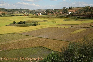 Agricultural scene with rice paddies. Central Madagascar