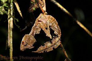 Camouflaged Leaf Gecko shamming dead