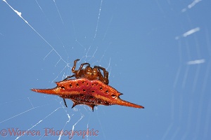 Spiky spider