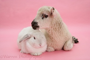 Lamb and white rabbit on pink background