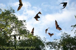 Madagascar Flying Foxes in flight