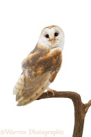 Barn Owl perched