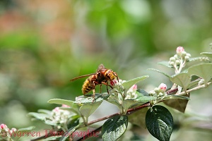 Hornet queen on cotoneaster