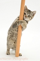 British Shorthair Brown Spotted kitten 'pole dancing'