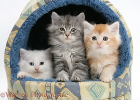 Maine Coon kittens, 8 weeks old, in an igloo cat bed