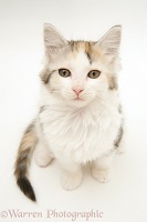 Tortoiseshell-and-white Calico Maine Coon kitten looking up