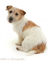 Jack Russell back view