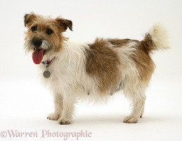 Jack Russell Terrier standing