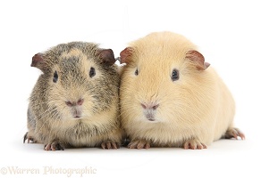 Two Guinea pigs