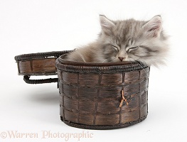 Maine Coon kitten, 7 weeks old, asleep in a basket