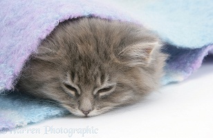 Sleepy Maine Coon kitten under a blanket
