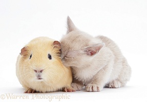 Burmese kitten, 7 weeks old, and yellow guinea pig