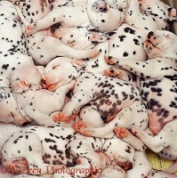 Sleeping Dalmatian pups