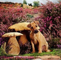 Terrier pup with wooden mushrooms