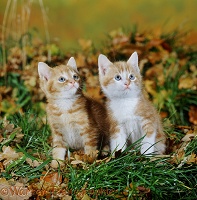 Two ginger kittens among fallen Oak leaves