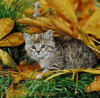 Tabby kitten among fallen Horse Chestnut leaves