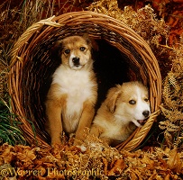 Two sable Irish Border Collie pups in a wicker basket