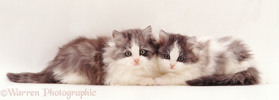 Two fluffy silver-and-white kittens, 9 weeks old