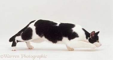 Black-and-white cat stalking